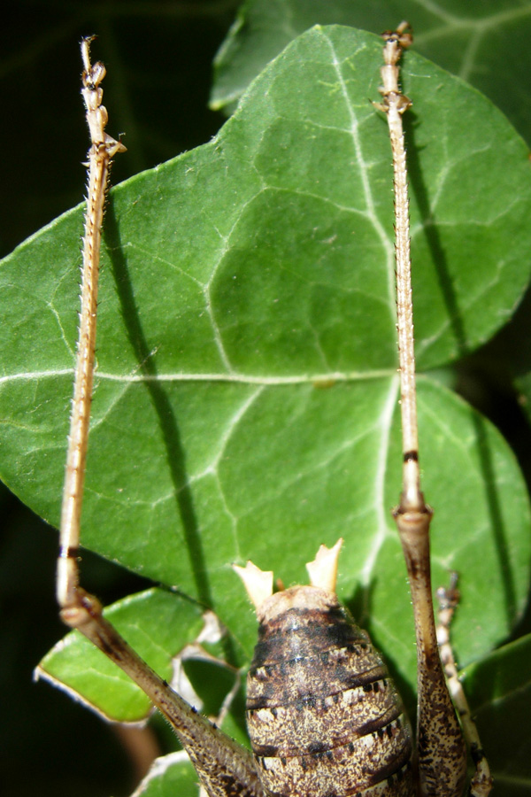 Antaxius (Chopardius) pedestris